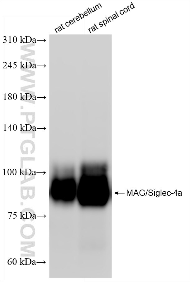 Western Blot (WB) analysis of various lysates using MAG/Siglec-4a Recombinant antibody (86073-2-RR)