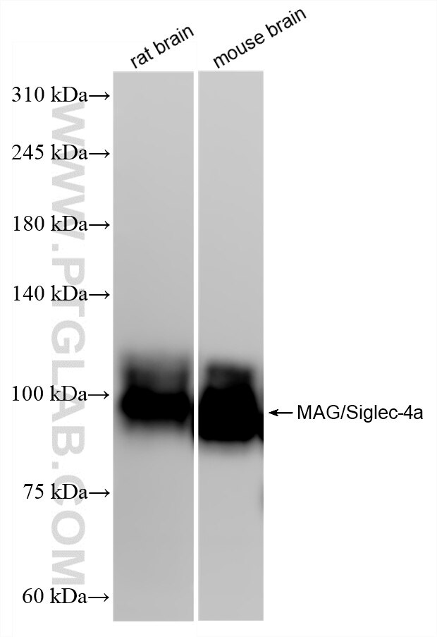 Western Blot (WB) analysis of various lysates using MAG/Siglec-4a Recombinant antibody (86073-2-RR)