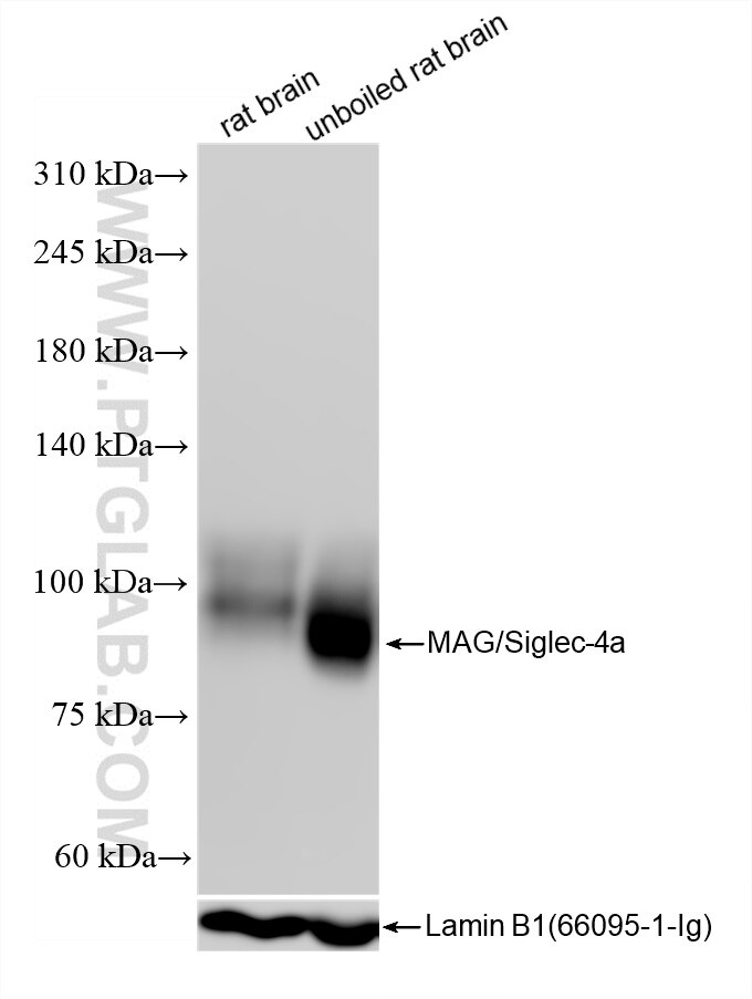 Western Blot (WB) analysis of various lysates using MAG/Siglec-4a Recombinant antibody (86073-2-RR)