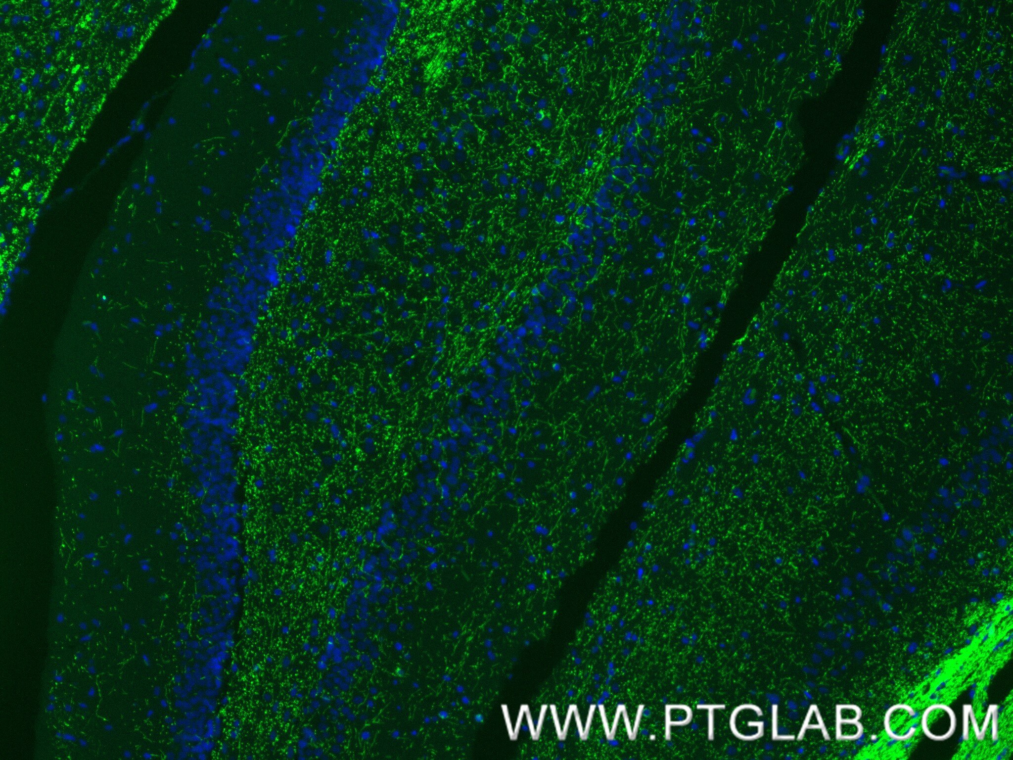 Immunofluorescence (IF) / fluorescent staining of rat brain tissue using MAG/Siglec-4a Recombinant monoclonal antibody (86073-3-RR)