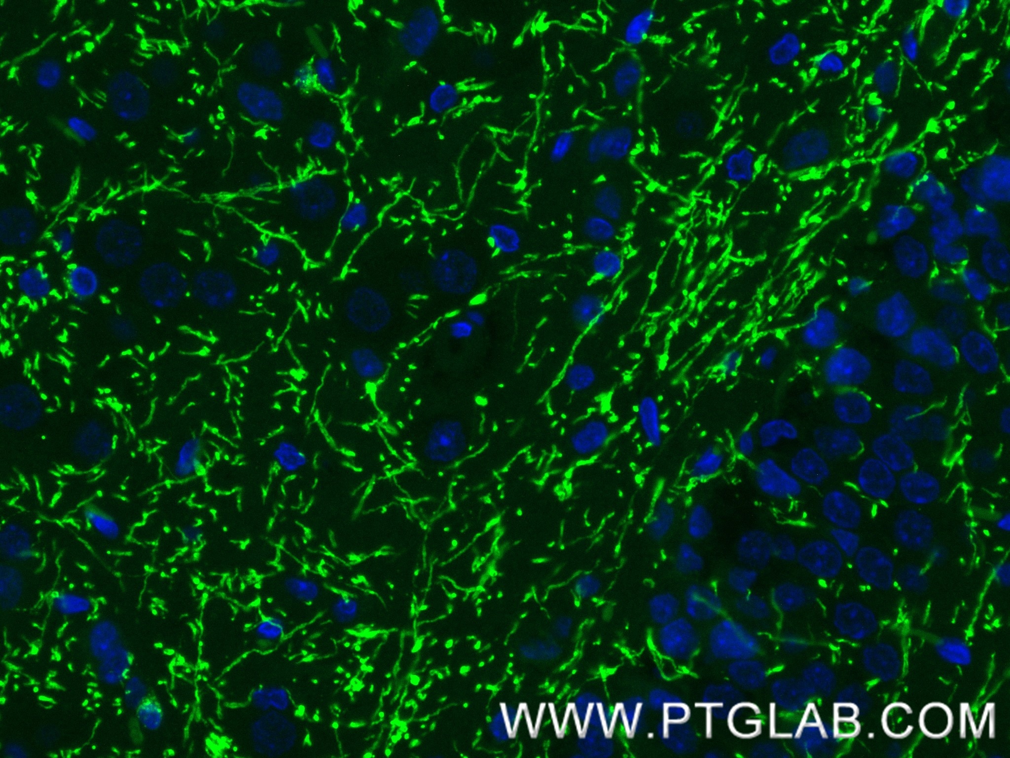 Immunofluorescence (IF) / fluorescent staining of rat brain tissue using MAG/Siglec-4a Recombinant monoclonal antibody (86073-3-RR)