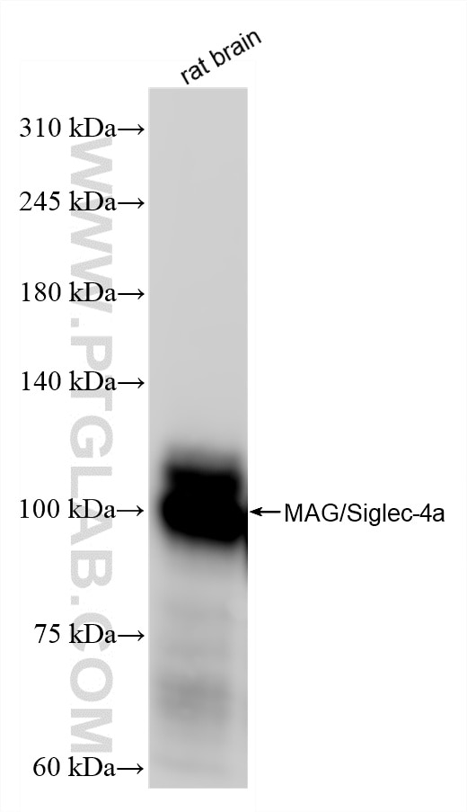 Western Blot (WB) analysis of rat brain tissue using MAG/Siglec-4a Recombinant antibody (86073-3-RR)