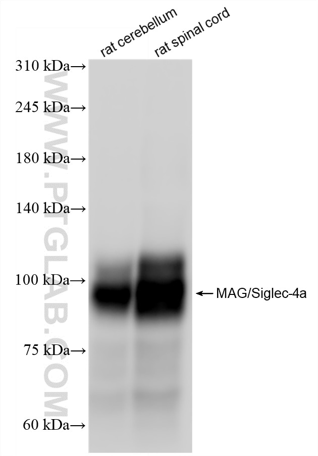 Western Blot (WB) analysis of various lysates using MAG/Siglec-4a Recombinant antibody (86073-3-RR)