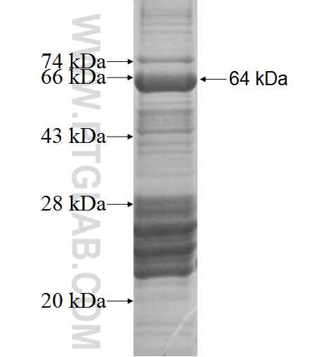 MAGEA1 fusion protein Ag2871 SDS-PAGE