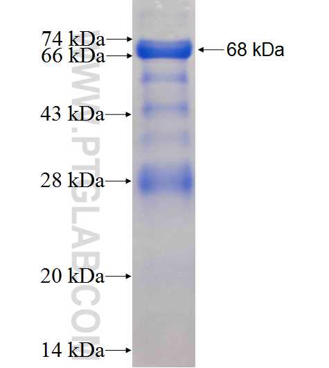 MAGEA10 fusion protein Ag7540 SDS-PAGE