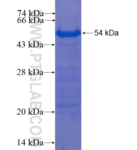 MAGEA10 fusion protein Ag7644 SDS-PAGE