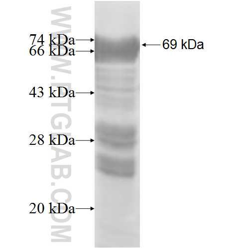 MAGEA11 fusion protein Ag7778 SDS-PAGE