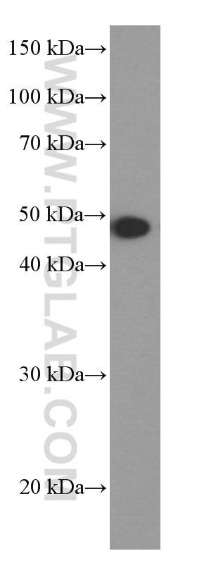 Western Blot (WB) analysis of mouse brain tissue using MAGEA3 Monoclonal antibody (60054-1-Ig)