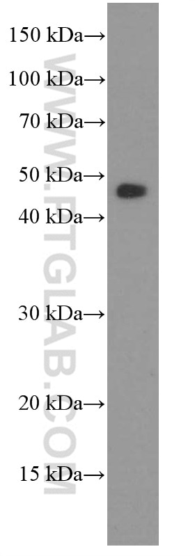 Western Blot (WB) analysis of mouse brain tissue using MAGEA3 Monoclonal antibody (60054-1-Ig)