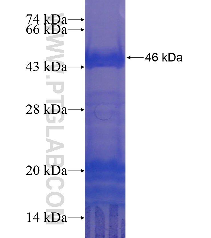 MAGEA3 fusion protein Ag16689 SDS-PAGE