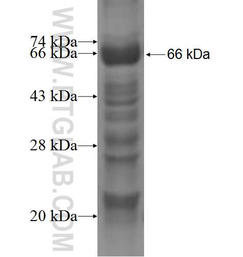 MAGEA6 fusion protein Ag6148 SDS-PAGE