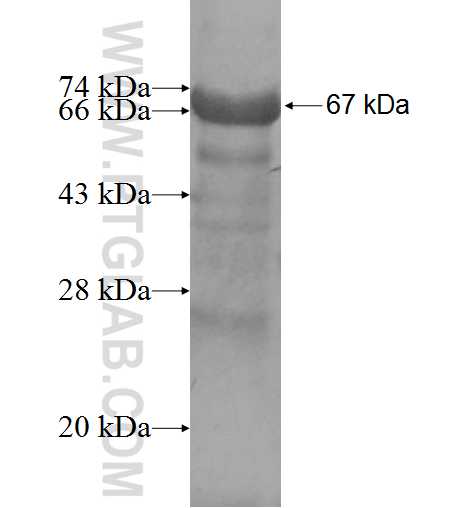 MAGEA9 fusion protein Ag6832 SDS-PAGE