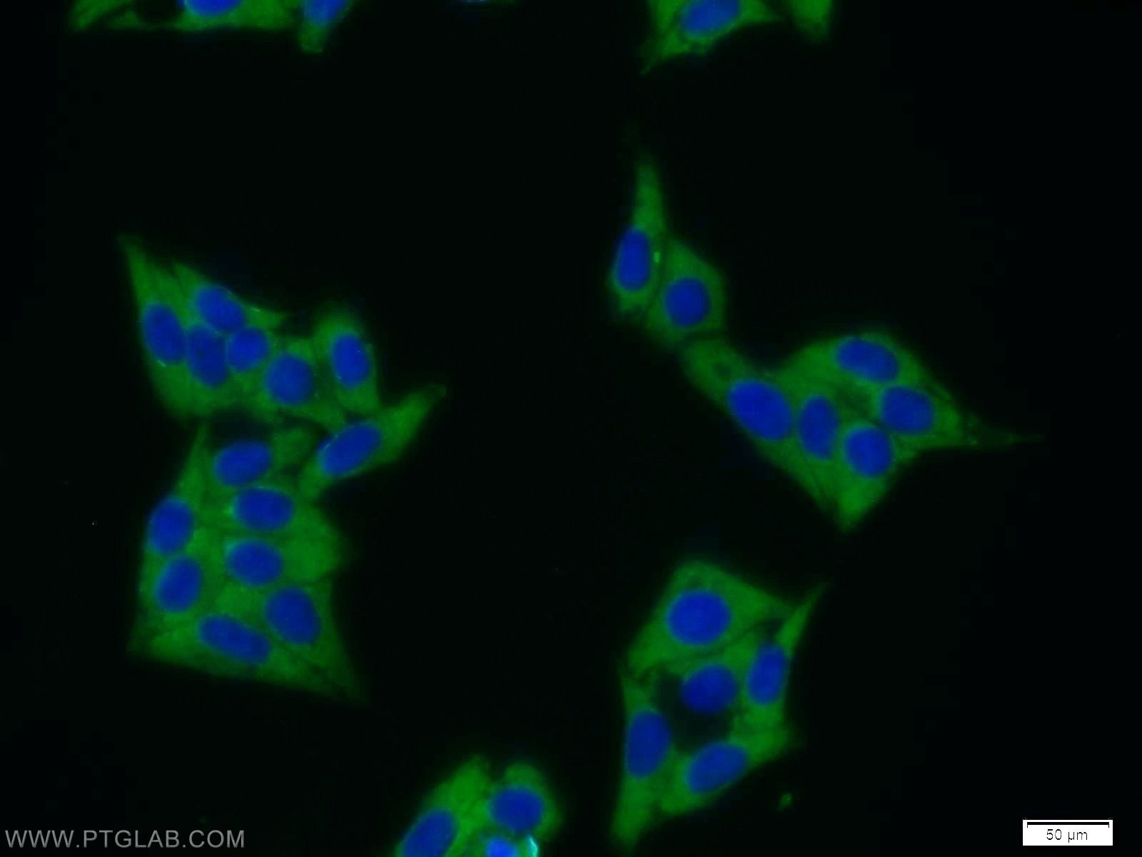 Immunofluorescence (IF) / fluorescent staining of HepG2 cells using MAGEB1 Polyclonal antibody (12400-1-AP)