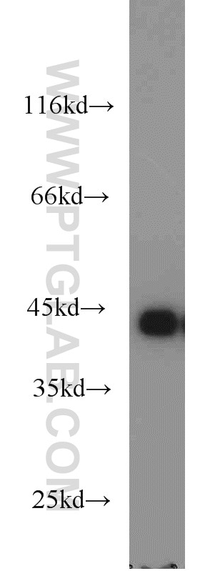 Western Blot (WB) analysis of HepG2 cells using MAGEB1 Polyclonal antibody (12400-1-AP)