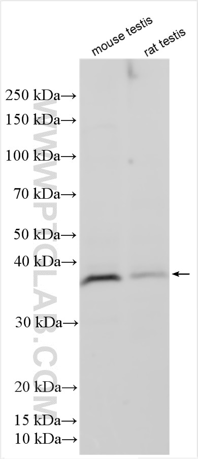 Western Blot (WB) analysis of various lysates using MAGEB3 Polyclonal antibody (18000-1-AP)
