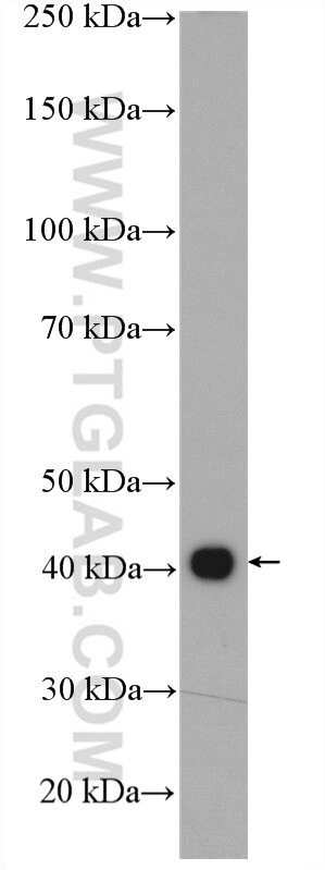 Western Blot (WB) analysis of K-562 cells using MAGEB4 Polyclonal antibody (12786-2-AP)