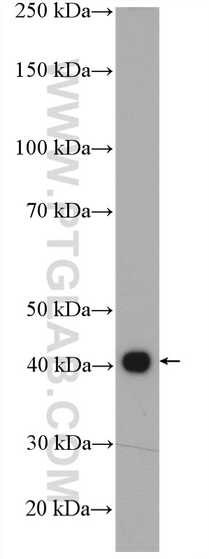 Western Blot (WB) analysis of K-562 cells using MAGEB4 Polyclonal antibody (12786-2-AP)