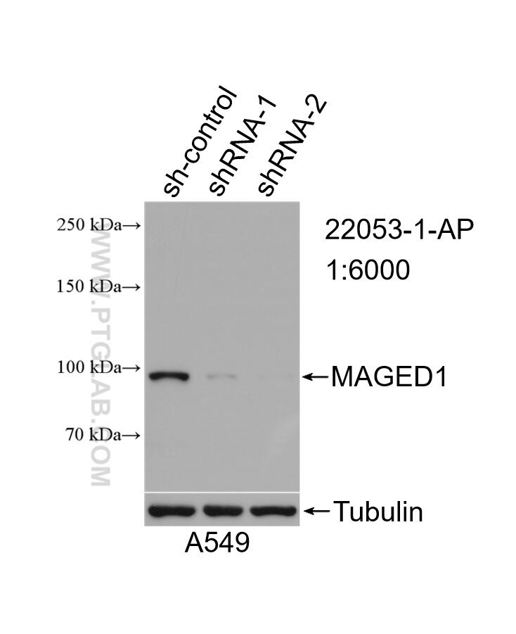 Western Blot (WB) analysis of A549 cells using MAGED1 Polyclonal antibody (22053-1-AP)