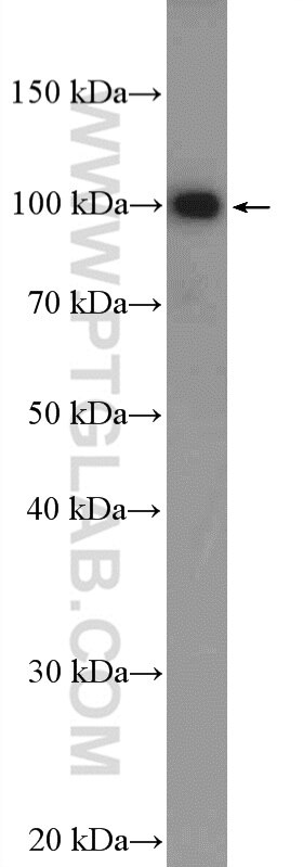 Western Blot (WB) analysis of HEK-293 cells using MAGED1 Polyclonal antibody (22053-1-AP)