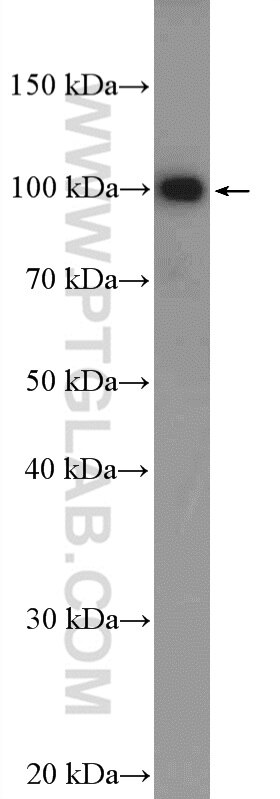 WB analysis of HEK-293 using 22053-1-AP