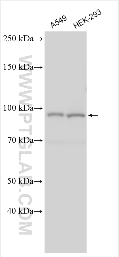 Western Blot (WB) analysis of various lysates using MAGED1 Polyclonal antibody (22053-1-AP)