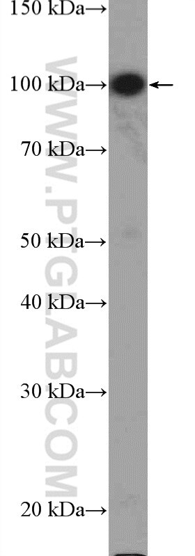 Western Blot (WB) analysis of A549 cells using MAGED1 Polyclonal antibody (22053-1-AP)