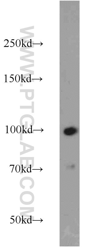 Western Blot (WB) analysis of HEK-293 cells using MAGED1 Polyclonal antibody (22053-1-AP)