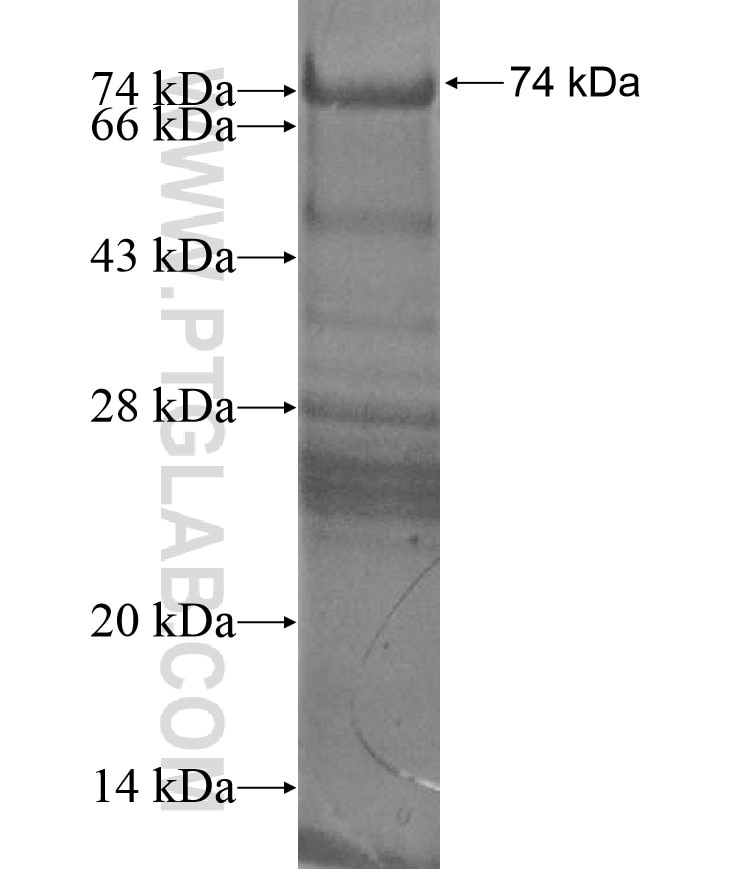 MAGED1 fusion protein Ag17047 SDS-PAGE