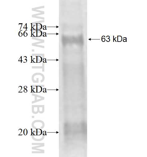 MAGED1 fusion protein Ag2109 SDS-PAGE