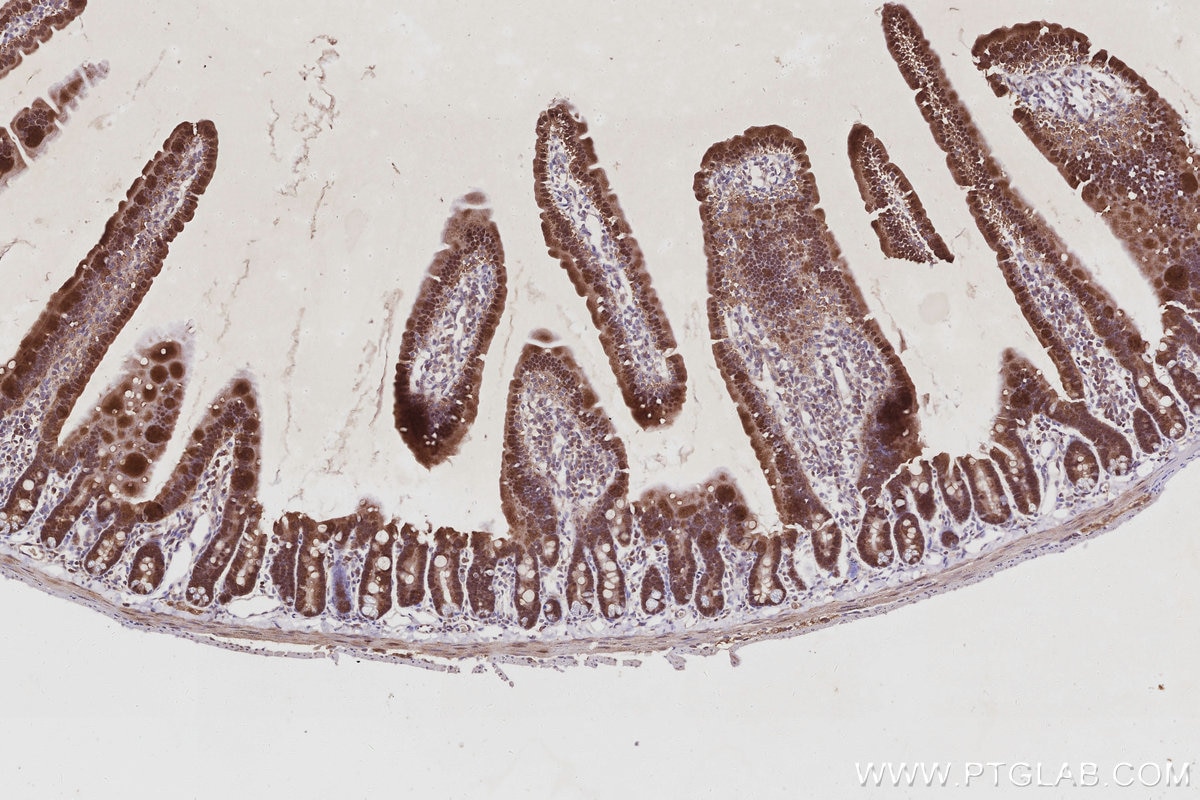 Immunohistochemistry (IHC) staining of mouse small intestine tissue using MAGED2 Polyclonal antibody (15252-1-AP)