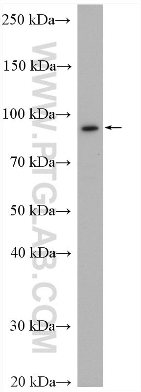 Western Blot (WB) analysis of A549 cells using MAGED4 Polyclonal antibody (16809-1-AP)