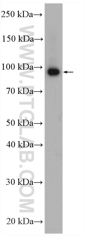 Western Blot (WB) analysis of Jurkat cells using MAGED4 Polyclonal antibody (16809-1-AP)