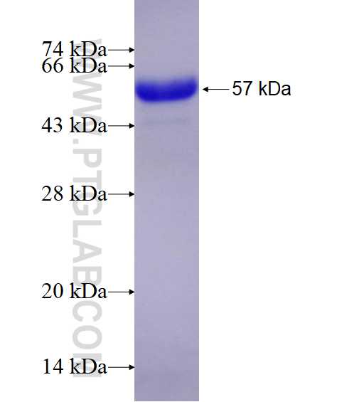 MAGED4 fusion protein Ag10329 SDS-PAGE