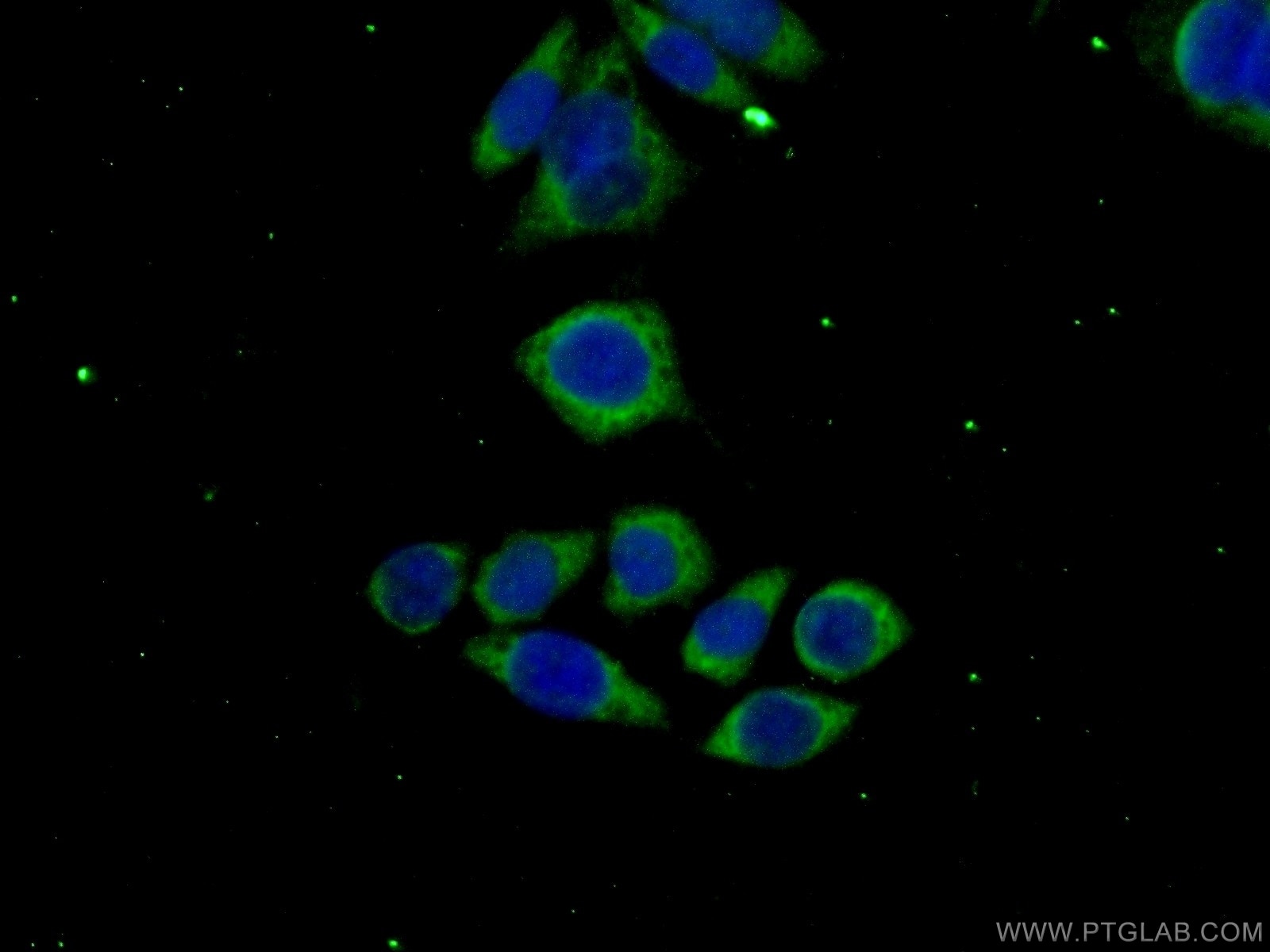 Immunofluorescence (IF) / fluorescent staining of PC-3 cells using MAGEH1 Polyclonal antibody (12424-1-AP)