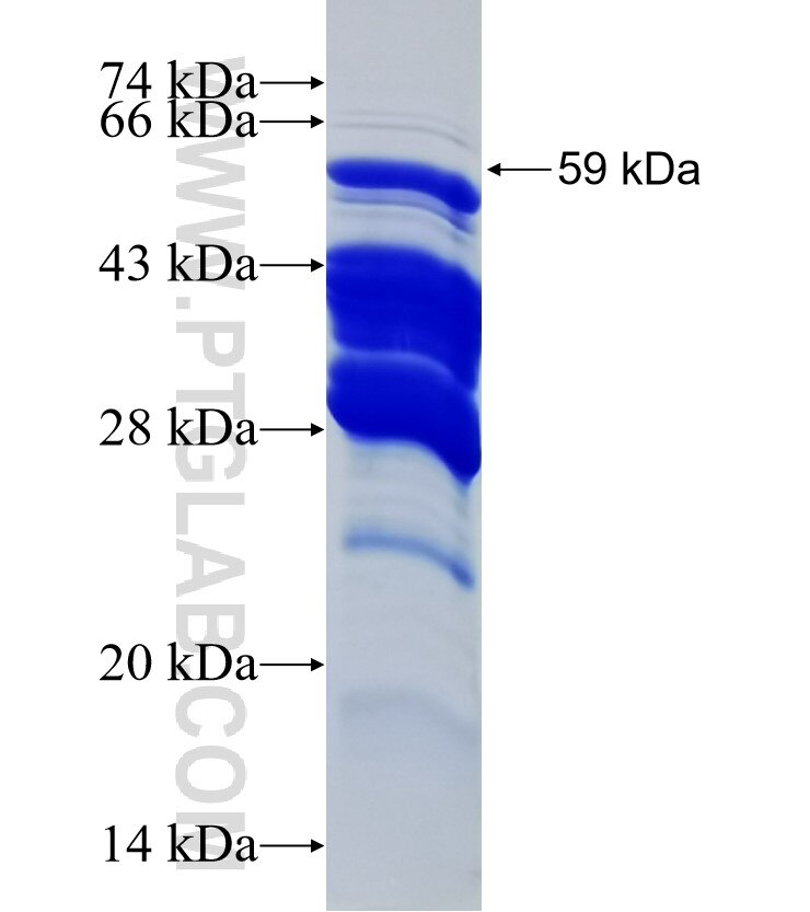 MAGEH1 fusion protein Ag3090 SDS-PAGE