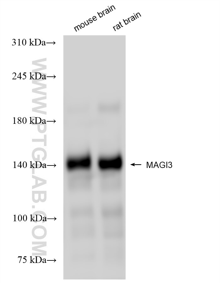 Western Blot (WB) analysis of various lysates using MAGI3 Recombinant antibody (84771-4-RR)