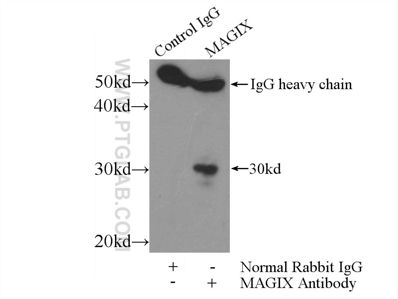 Immunoprecipitation (IP) experiment of mouse testis tissue using MAGIX Polyclonal antibody (24518-1-AP)