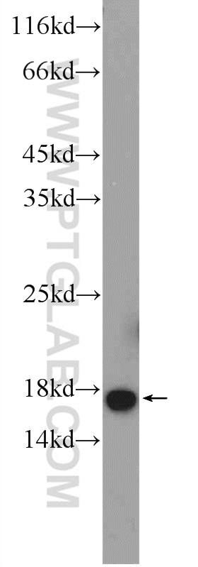 Western Blot (WB) analysis of K-562 cells using MAGOH Polyclonal antibody (12347-1-AP)