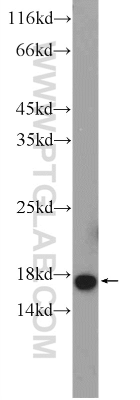Western Blot (WB) analysis of K-562 cells using MAGOH Polyclonal antibody (12347-1-AP)