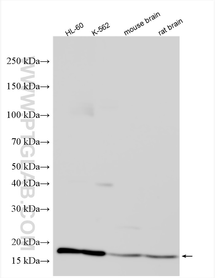 Western Blot (WB) analysis of various lysates using MAGOH Polyclonal antibody (12347-1-AP)