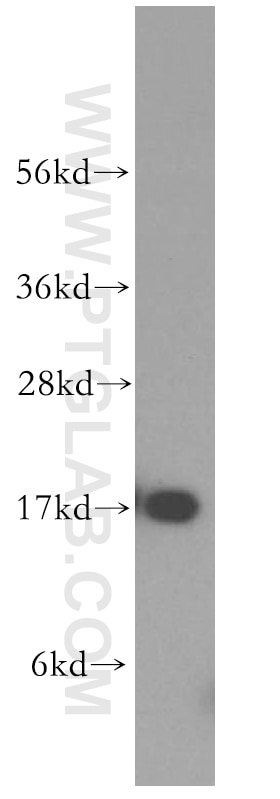 Western Blot (WB) analysis of human brain tissue using MAGOH Polyclonal antibody (12347-1-AP)