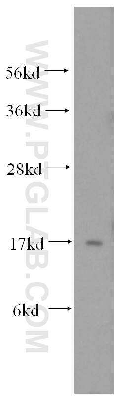 Western Blot (WB) analysis of HeLa cells using MAGOH Polyclonal antibody (12347-1-AP)