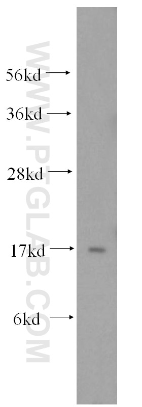 Western Blot (WB) analysis of HeLa cells using MAGOH Polyclonal antibody (12347-1-AP)