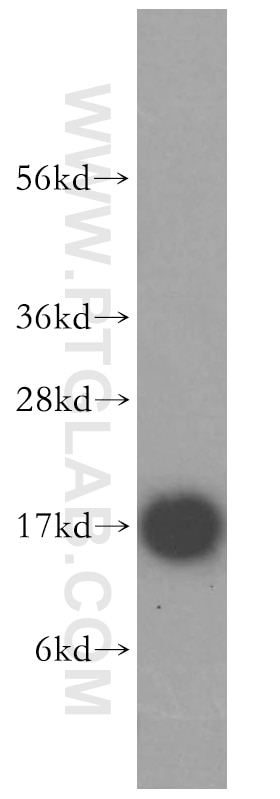 Western Blot (WB) analysis of K-562 cells using MAGOH Polyclonal antibody (12347-1-AP)