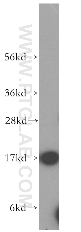 Western Blot (WB) analysis of HL-60 cells using MAGOH Polyclonal antibody (12347-1-AP)