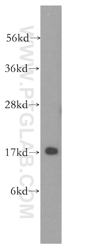 Western Blot (WB) analysis of Raji cells using MAGOH Polyclonal antibody (12347-1-AP)