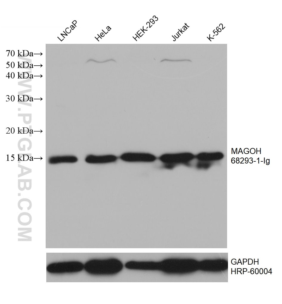 Western Blot (WB) analysis of various lysates using MAGOH Monoclonal antibody (68293-1-Ig)