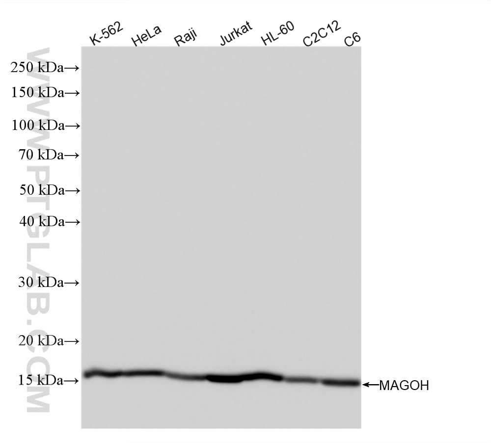 WB analysis using 88341-1-RR Western Blot (WB) analysis of various lysates using MAGOH Recombinant monoclonal antibody (88341-1-RR)