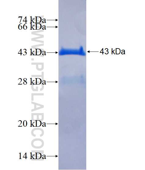 MAGOH fusion protein Ag3004 SDS-PAGE