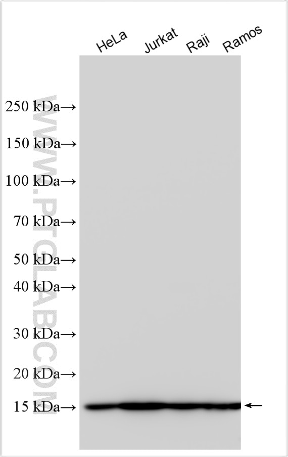 Western Blot (WB) analysis of various lysates using MAGOHB Polyclonal antibody (32867-1-AP)
